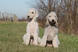 BEDLINGTON TERRIER 169